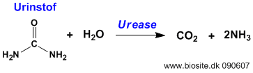 Enzymet ureases nedbrydnning af urinstof