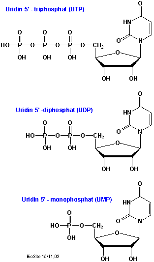 Strukturerne af UTP, UDP og UMP