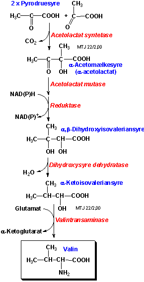 Biosyntesen af aminosyren valin