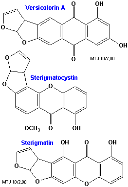 Den kemiske struktur af versicolorin A, sterigmatocysten og sterigmatin