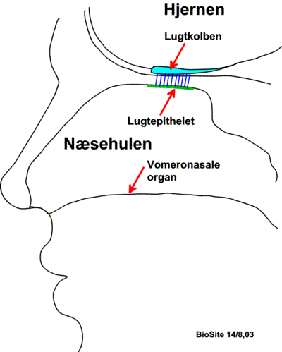 Lokaliseringen af det vomeronasale organ i næsehulen