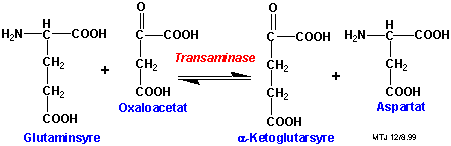 Biosyntesen af asparaginsyre