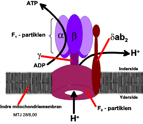 Opbygningen af ATPasen