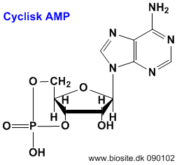 the structure shown below is a line drawing of non cyclic amp