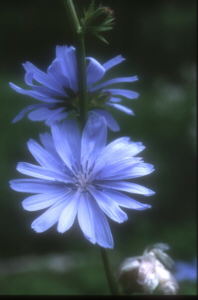 Cikorieblomster