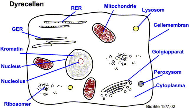 Figur af dyrecellen, viser cellens indhold af organeller som mitochondrier, kerne og ribosomer