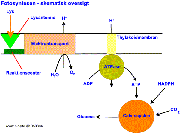 Oversigt over fotosyntesen