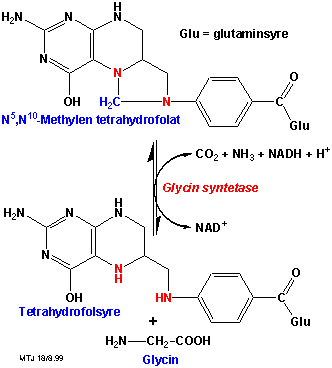 Biosyntesen af glycin I