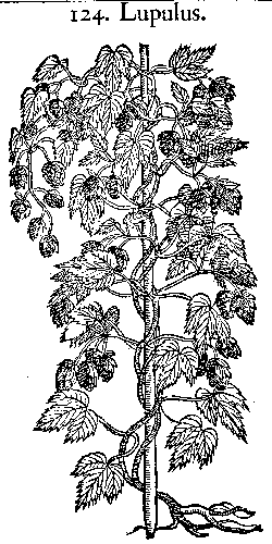 Humleplante fra Simon Paulis urtebog