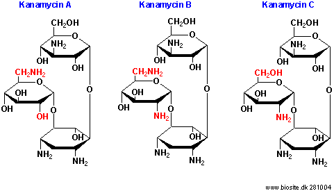 Strukturene af kanamycin A, B og C