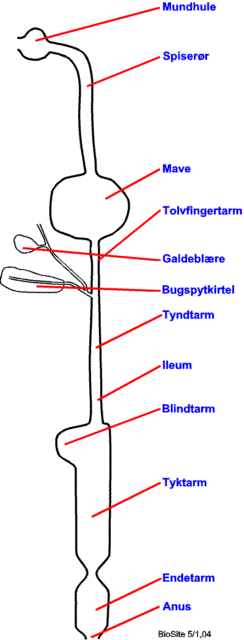 Mave- tarmkanalen