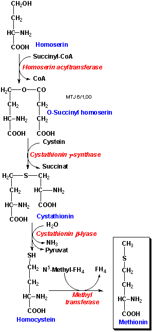 Biosyntesen af aminosyren methionin