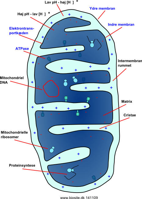 Skematisk struktur af et mitochondrie